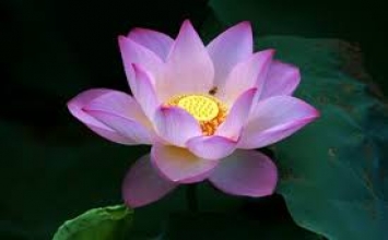 Vẻ đẹp thật sự 